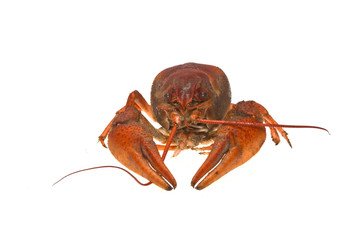crayfish isolated on white background