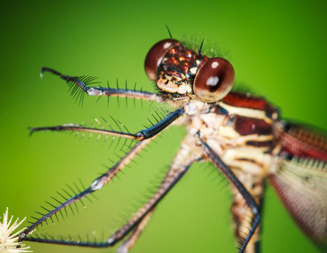 Smiling Damselfly