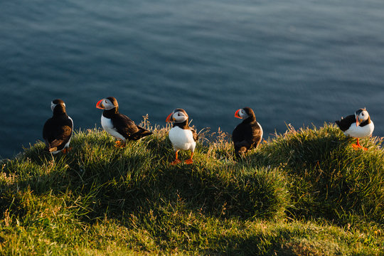 Atlantic Puffin at Latrabjarg cliffs in Iceland