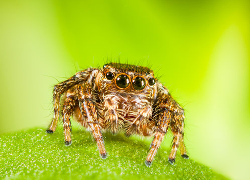 Here's looking at you