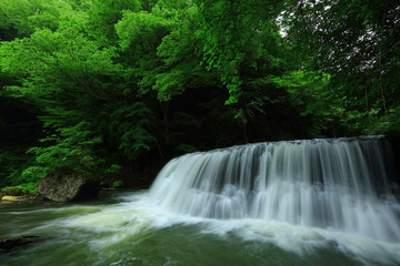 Obraz premium 葛丸渓流 新緑の一の滝