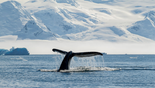 Humpback Whale, Antarctica