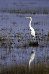 Egret Reflection