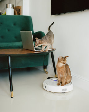 Two cats in living room