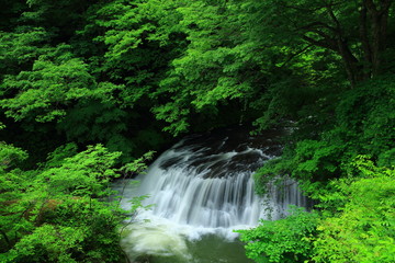 葛丸渓流　新緑の一の滝