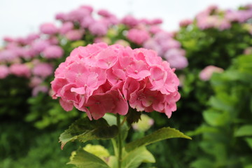 かざはやの里　あじさい花壇