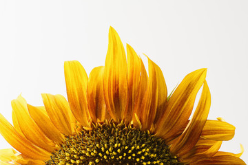 Cropped single sunflower