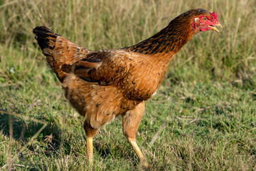 Galinha 