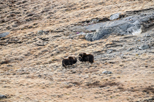 Muskox, Greenland