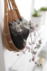 Tendril Ceropegia Woodii In The Bamboo Basket With Wire