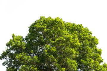 Buschgrüne Blätter und Zweige der Baumkrone isoliert auf weißem Hintergrund für Design und Dekoration