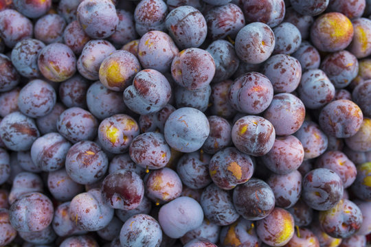 Close up of fresh plum