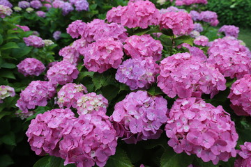 かざはやの里　あじさい花壇