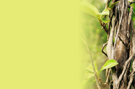 "Editorial Background" Images – Browse 11 Stock Photos, Vectors, and