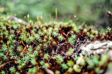 pequeño bosque