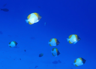 Bright colored fish underwater in Hawaii