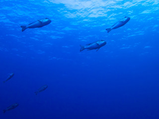 Obraz na płótnie Canvas Line of Fish Swim Overhead with Surface of Blue Ocean Beyond