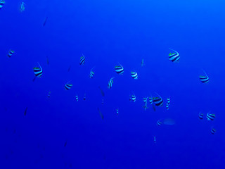 Black and White Striped School Penant Fish on Bright Blue Background Underwater