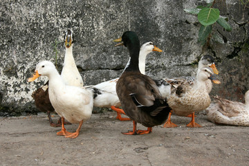 Banaganga Tank, Mumbai, India