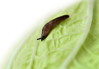 An agricultural pest, slime or slug (Latin Arion lusitanicus). Creeps on the leaves of cabbage. It spreads various fungal and viral diseases. Selective focus. Close-up. Copy space.