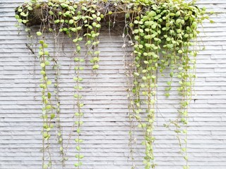 Dave trees, Green leaves hanging on the wall. nature wallpaper concept. Empty. Too Soft. space for your text. Ecological Concept, (Dischidia nummularia)