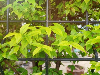 Obraz premium Close up of leaves Wrightia religiosa as a background, Natural green wallpaper, Ecological Concept. ( Echites religiosus Teijsm, APOCYNACEAE, Moke )
