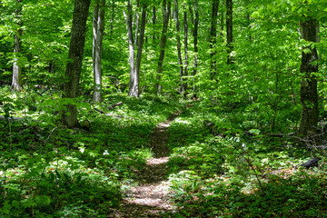 Hiking trail in Michigan in Manitou national Forest