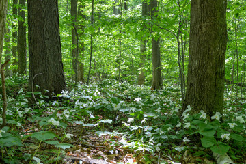 Wildflowers on North Manitou Island