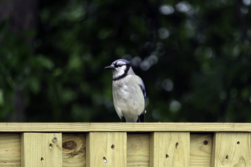 a blue jay sits on a fence
