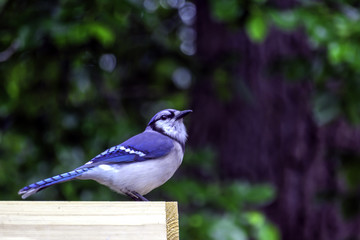 a blue jay sits on a bird feeder