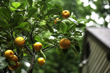 fruits of a mandarin tree in the foreground and a house in a blurry background