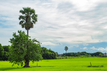 Fototapeta na wymiar The beauty of the sky and rice fields.