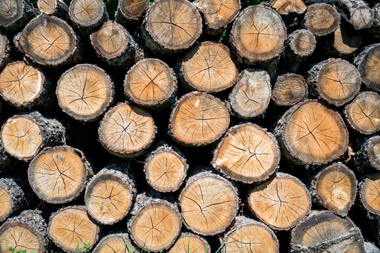 Winter is coming - stacked logs