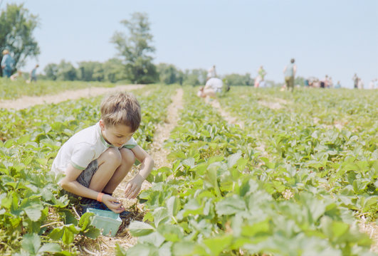 Young boy gathering strawberries