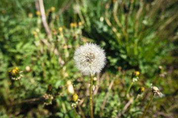 Dandelion blooms close up on green background