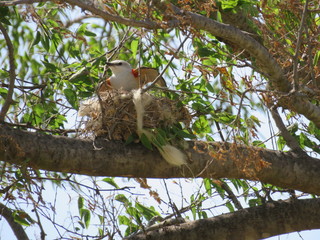 Scissor-tailed Flycatcher
