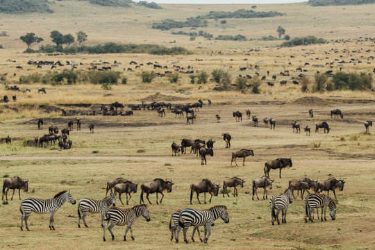 Prey in Kenya