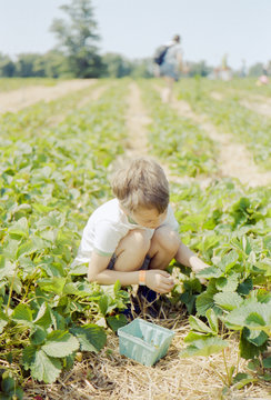 Young boy gathering strawberries
