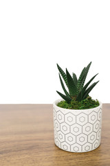 Side view of a small green house plant in a white pot on a wooden table against a white background 