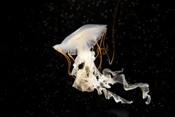 Obraz na płótnie Canvas Close up on jellyfish in the dark water 