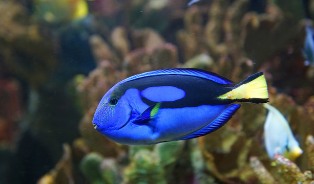 close up on blue tang fish in the reef