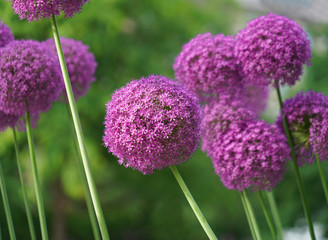 purple allium lucy ball flower blooming in spring