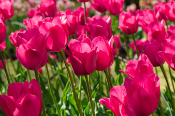 Pink flower tulip lit by sunlight
