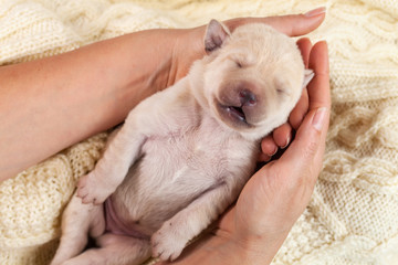 Newborn yellow labrador puppy dog sleeping in woman hands