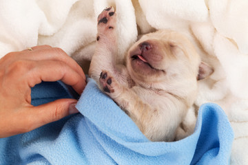 Newborn labrador puppy dog sleeping - woman hand adjust blanket