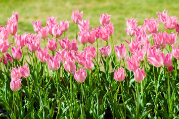 Obraz na płótnie Canvas Pink flower tulip lit by sunlight