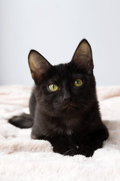 Portrait of funny little black kitty on a pink blanket, front view