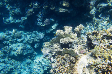 Naklejka na ściany i meble Corals on the bottom of the Red Sea