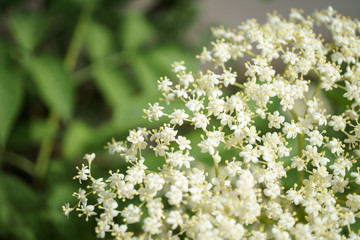 Obraz premium Black Elderberries flowers close