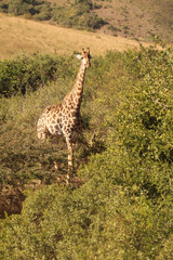 Giraffe in the African wild